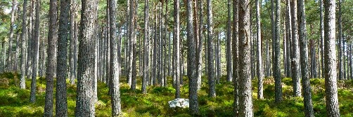 Natur